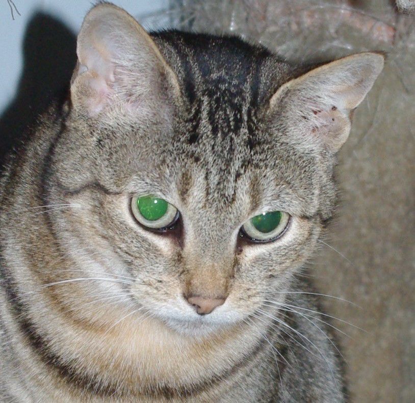 Pets of the Week: Wicca
